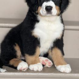 Bernese Mountain Dog and Pembroke Welsh Corgi Puppies from Highland Meadows
