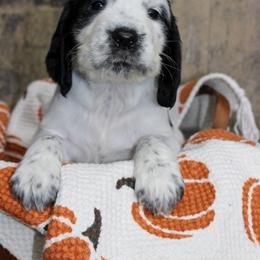 Dottie - Black and white female English Springer Spaniel puppy in Winchester, Kentucky from Hidden Springs Farm