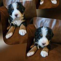 White Boy - Black rust and white male Bernese Mountain Dog puppy in Myrtle Point, Oregon from Nugents Bernese Mountain Dogs
