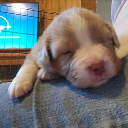 Jackson - Red merle male Australian Shepherd puppy in Athens, Tennessee from Mimi's Aussie