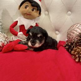 Male 1 - Black and silver male Miniature Schnauzer puppy in Yorktown, Texas from Snanzzy Minature Schnauzers