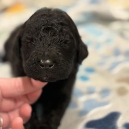 Goldendoodle and Poodle Puppies from Southern Stroll Poodles & Doodles