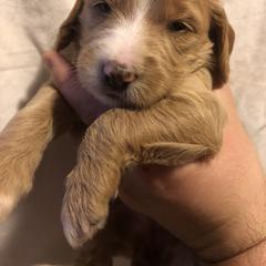 Goldendoodle and Springerdoodle Puppies from Springerdoodles Plus AZ