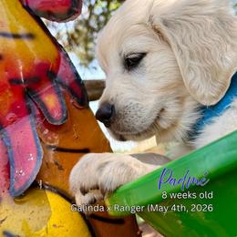 Padmé - Light golden female Golden Retriever puppy in Cashion, Oklahoma from Aurum Purus Golden Retrievers