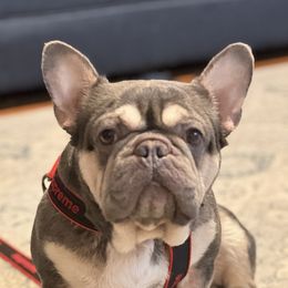 Maluma - French Bulldog