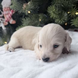 Leif 5th pictured in the group - Cream male Dachshund puppy in Richmond, Virginia from Irresistible Dachshunds & Cavaliers