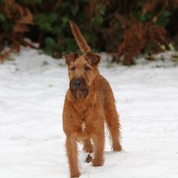 Irish Terriers from Glenstal Irish Terriers