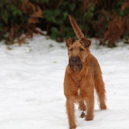 Irish Terriers from Glenstal Irish Terriers