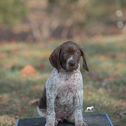 German Shorthaired Pointer and Vizsla Puppies from Nosam Kennels