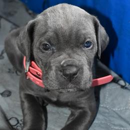 Pink - Gray female Cane Corso puppy in Sault Ste Marie, Michigan from Willow Creek Cane Corsos