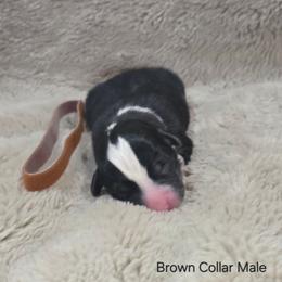 Brown Collar Male - Black and tan male Pembroke Welsh Corgi puppy in Tenino, Washington from LoneStar Corgis NW