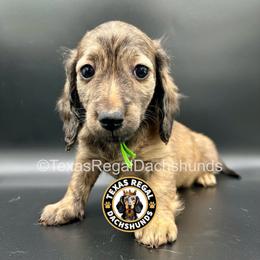 Blake - 3000 - Cream male Dachshund puppy in Houston, Texas from Texas Regal Dachshunds LLC