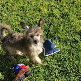 Braxton Long Star Angel - Brown male Chinese Crested puppy in Amarillo, Texas from Victoria's Chinese Cresteds Long Star Angels