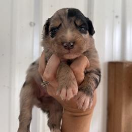 BMF 1 - Blue merle female Australian Shepherd puppy in Bainbridge, Ohio from CK Aussies