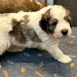 Maverick - White and brown male Saint Berdoodle puppy in San Antonio, Texas from Mammoth Doodles