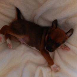 Rat Terriers from Henry Farms Rat Terriers