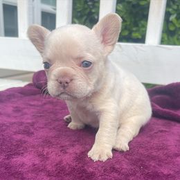 French Bulldog and Yorkshire Terrier Puppies from Twinkle Paws