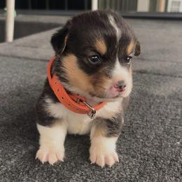 Orange Collar - Black and tan male Pembroke Welsh Corgi puppy in Boaz, Alabama from Brumblow’s Kennel