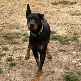 Titian - Doberman Pinscher