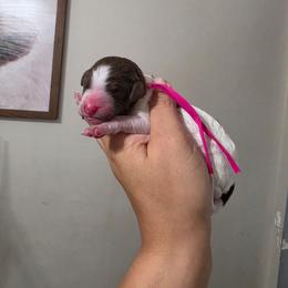 Lady Liberty - Parti female Poodle puppy in Plainfield, New Jersey from Caris Paws Poodles and Labradoodles