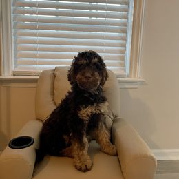 Goldendoodle Puppies from Moon Goldendoodles