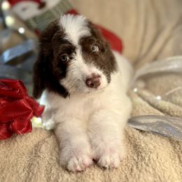 SALLY - brown parti girl - Brown and white female Bernedoodle puppy in Lookout, California from Remington Kennels, LLC