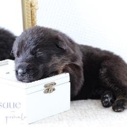 Arabesque - Black and cream female German Shepherd puppy in De Land, Florida from 3B’s Animal Artistry