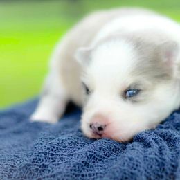 Sailor - Merle male Pomsky puppy in Bremen, Indiana from AMS Pomeranians and Pomskies in Indiana