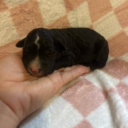 Elizabeth - Black and white female Bernedoodle puppy in Holden, Missouri from Mid-West Bernedoodles