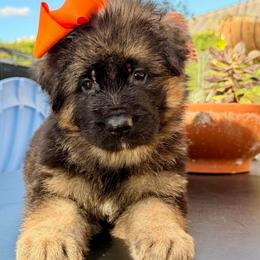 Orange collar - Black and red female German Shepherd puppy in Davie, Florida from Vom Broward Haus