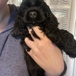 Brown collar - Black male Cocker Spaniel puppy in Cincinnati, Ohio from Abundance of Joy LLC Cocker Spaniels