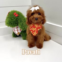 Pavati - Red  female Goldendoodle puppy in Buford, Georgia from Petite Posh Puppies