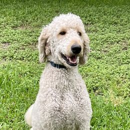 Ember - Goldendoodle
