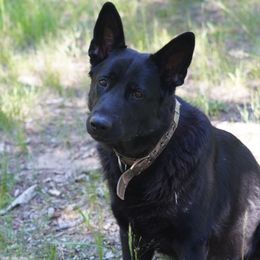 Willow - German Shepherd