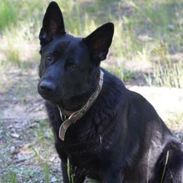Willow - German Shepherd