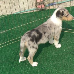 Collie Puppies from Desert Kennels
