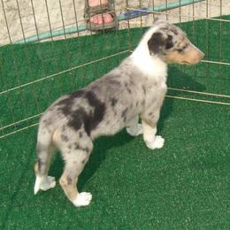 Collie Puppies from Desert Kennels
