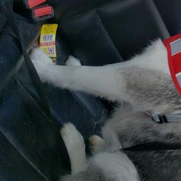 Canyon - Pomsky