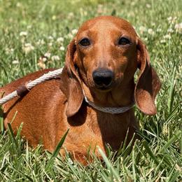 Julia - Dachshund