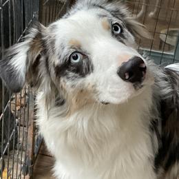 Ghost - Australian Shepherd