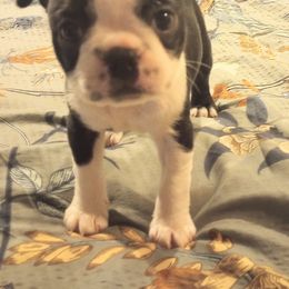 Boston Terrier Puppies from Lotus Life Puppies