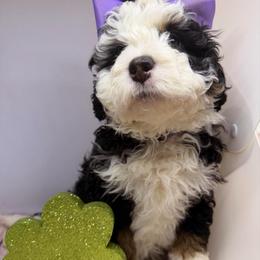 Girl 1 - Tri-color female Bernedoodle puppy in Wytheville, Virginia from Pine Brook Pups