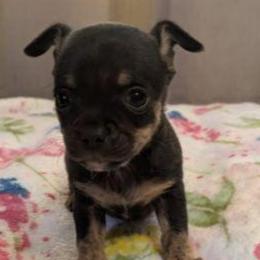 Bryson - Fawn brindled black male Chihuahua puppy in Amity, Pennsylvania from Baxters Chihuahuas