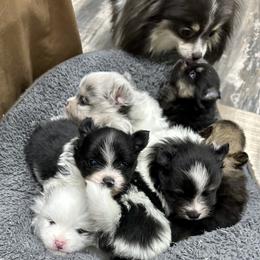 Pomeranian puppies from PawSitive Therapy Pomeranians