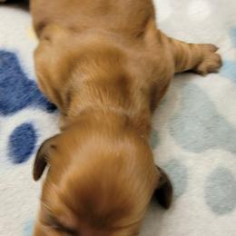 Dachshund Puppies from CLARK'S BREEDING PROGRAM