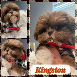 Kingston - Liver and white male Shih Tzu puppy in Coolidge, Arizona from Shih Tzu’s  ‘N’ Love