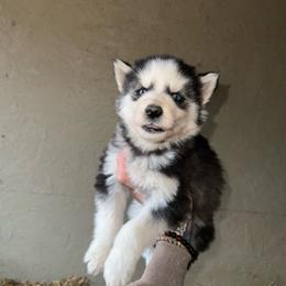 Boy 2 - Black and white male Siberian Husky puppy in Iron River, Wisconsin from Wiemeri Siberians