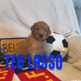 Ted Lasso - Golden male Golden Retriever puppy in Salt Lake City, Utah from Soaring golden retrievers