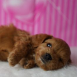 Cavapoos from Paisley Cavapoos