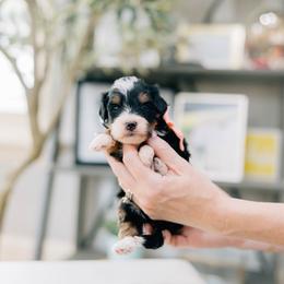 Donna - Tri-color female Bernedoodle puppy in Murray, Utah from Sun Valley Doodles